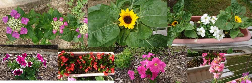 Microsoft Word - 花